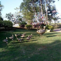 鴨子銅雕，公園動物銅雕，園林景觀銅雕